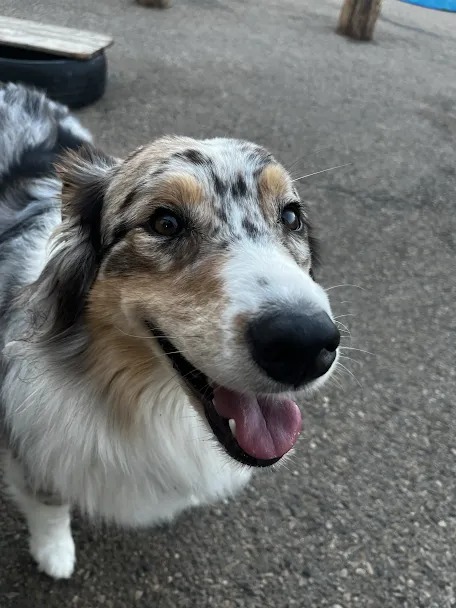 Bark Park - Red Deer Riverside
