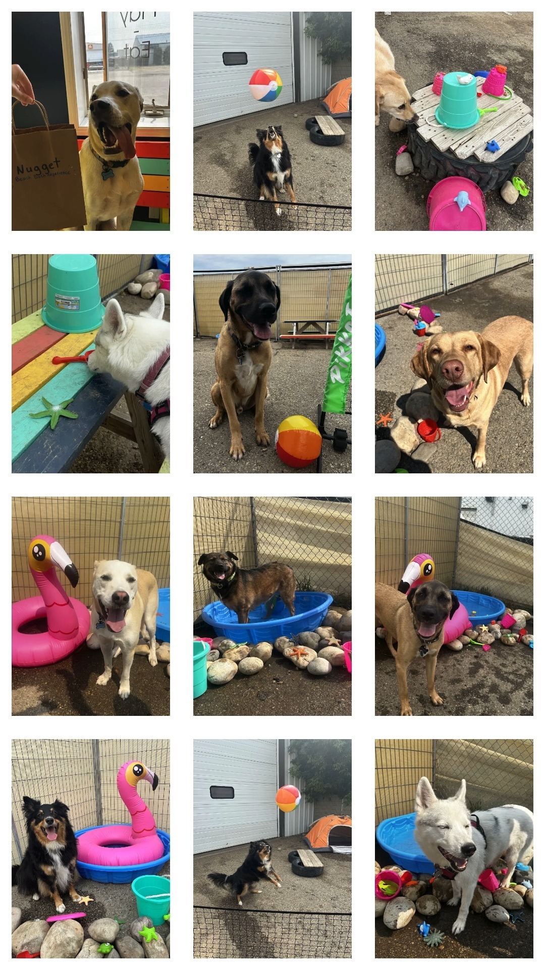Bark Park - Red Deer Riverside