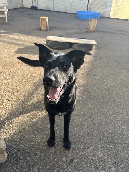 Bark Park - Red Deer Riverside