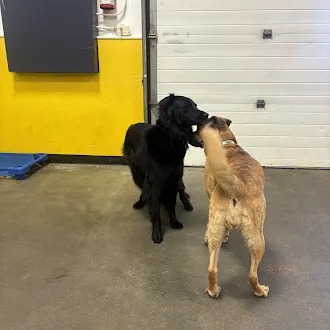 Bark Park - Red Deer Riverside