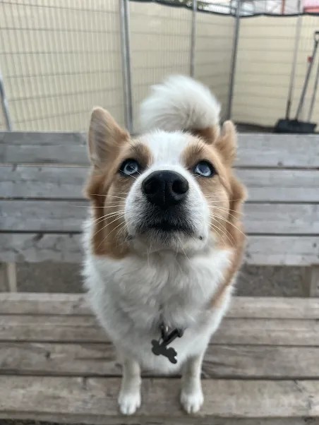 Bark Park - Red Deer Riverside
