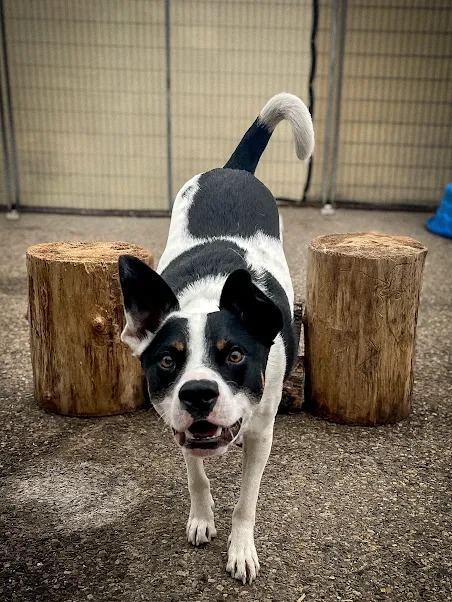 Bark Park - Red Deer Riverside