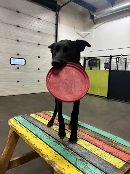 Bark Park - Red Deer Riverside