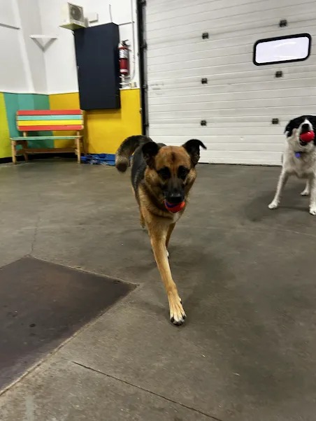 Bark Park - Red Deer Riverside