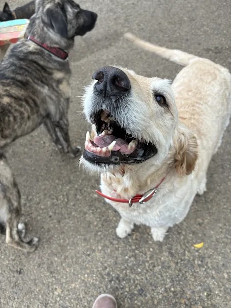 Bark Park - Red Deer Riverside