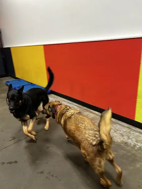 Bark Park - Red Deer Riverside