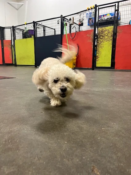 Bark Park - Red Deer Riverside