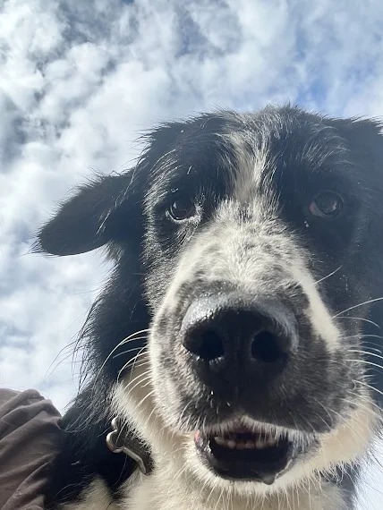 Bark Park - Red Deer Riverside