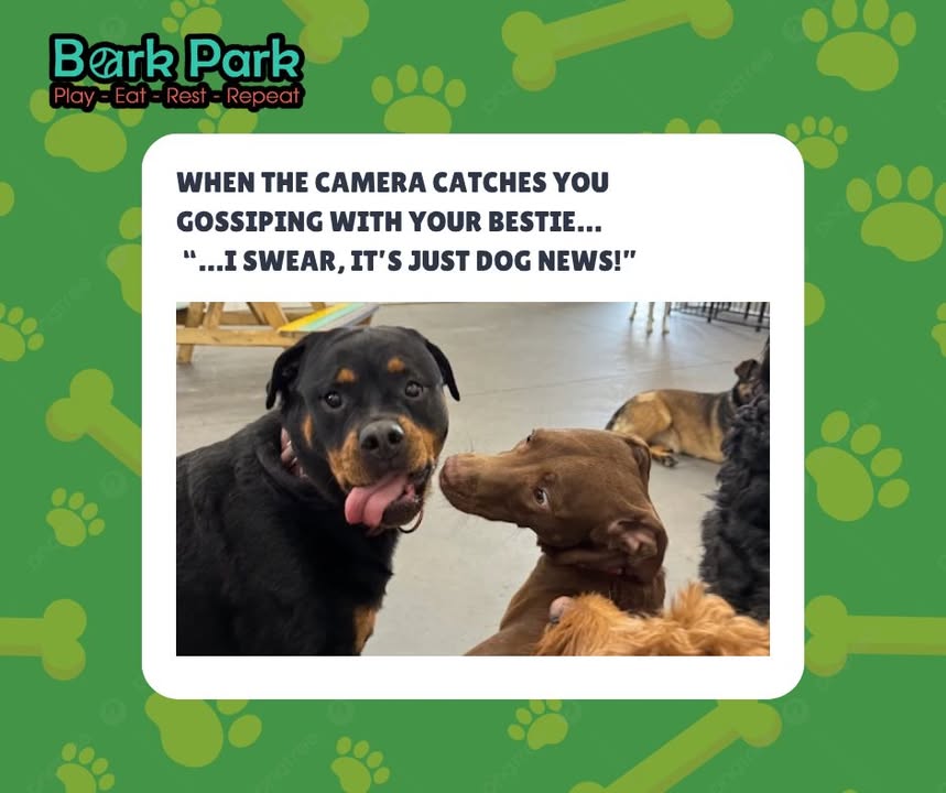 Bark Park - Red Deer Riverside