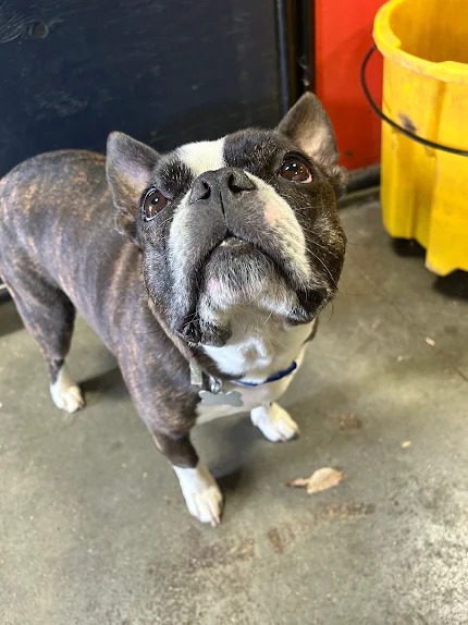 Bark Park - Red Deer Riverside