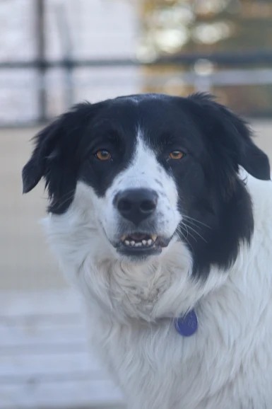 Bark Park - Red Deer Riverside