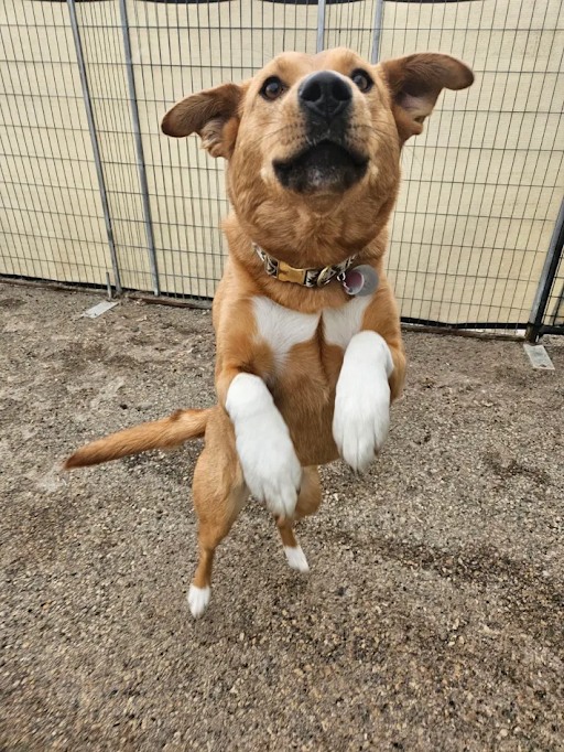 Bark Park - Red Deer Riverside