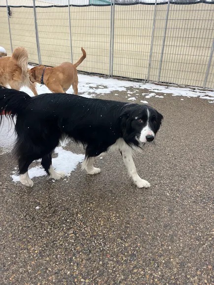 Bark Park - Red Deer Riverside