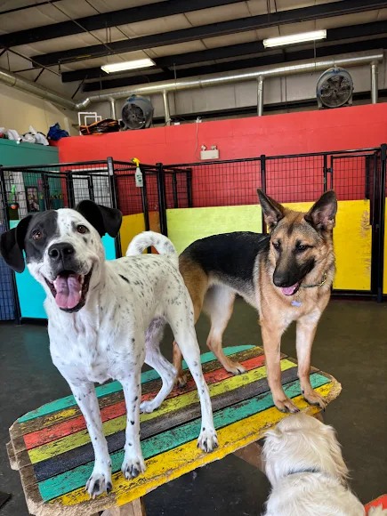 Bark Park - Red Deer Riverside