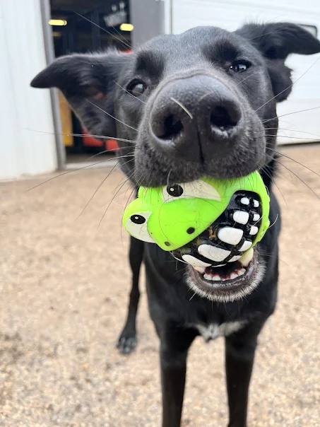 Bark Park - Red Deer Riverside