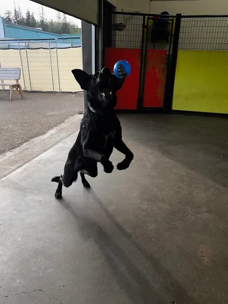 Bark Park - Red Deer Riverside