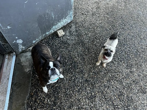 Bark Park - Red Deer Riverside