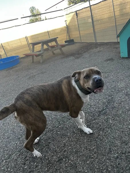 Bark Park - Red Deer Riverside