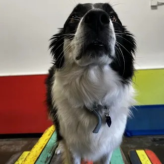 Bark Park - Red Deer Riverside