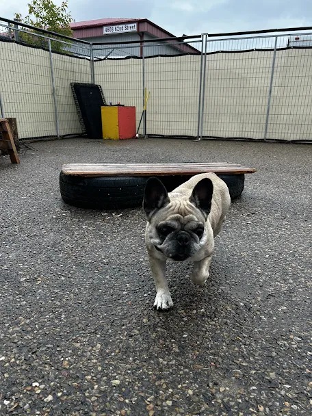 Bark Park - Red Deer Riverside