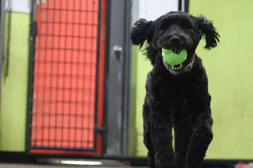Bark Park - Red Deer Riverside