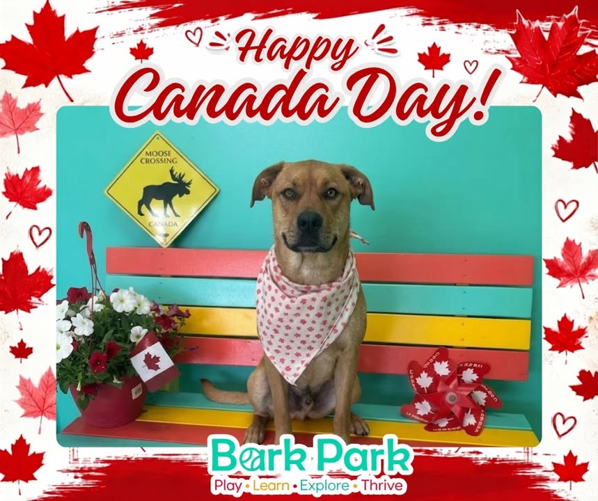 Bark Park - Red Deer Riverside
