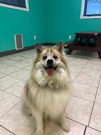 Bark Park - Sylvan Lake