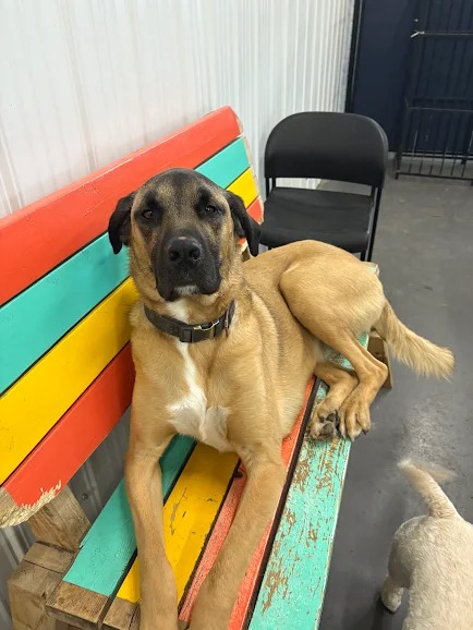 Bark Park - Sylvan Lake