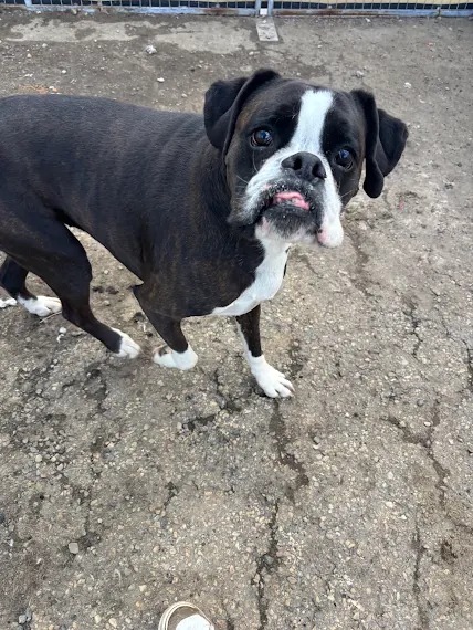 Bark Park - Sylvan Lake