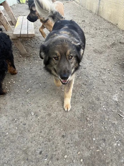 Bark Park - Sylvan Lake