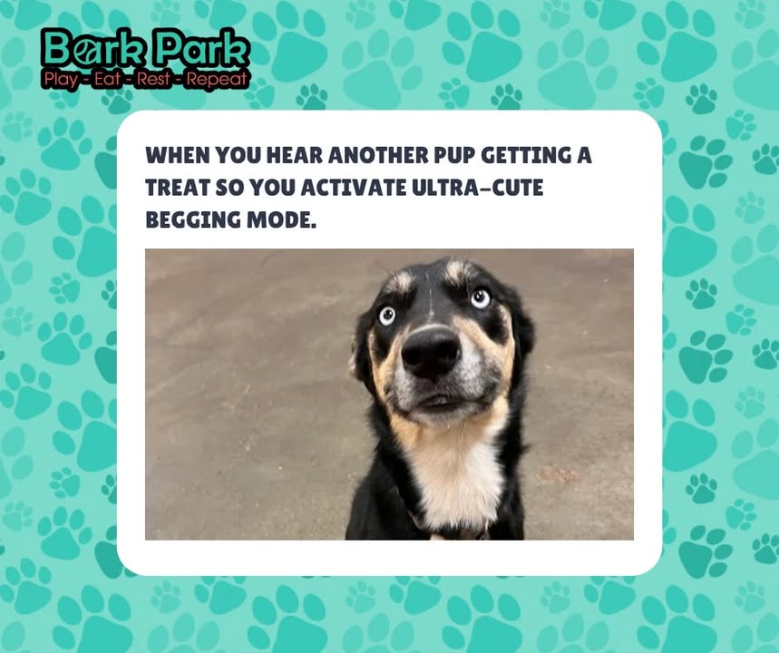 Bark Park - Sylvan Lake