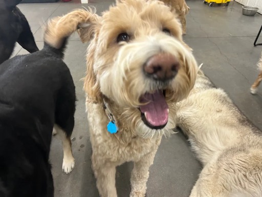 Bark Park - Sylvan Lake