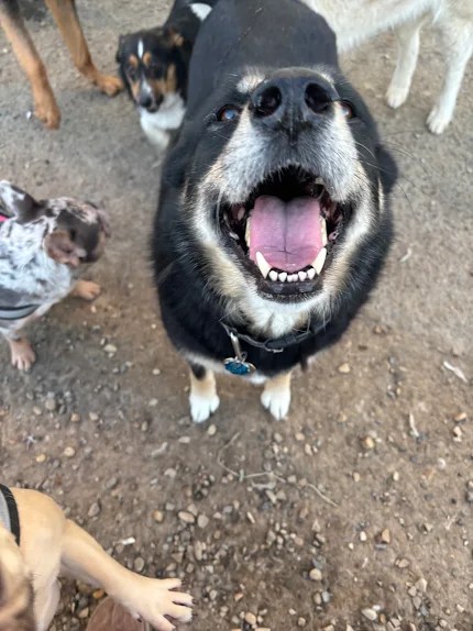 Bark Park - Sylvan Lake