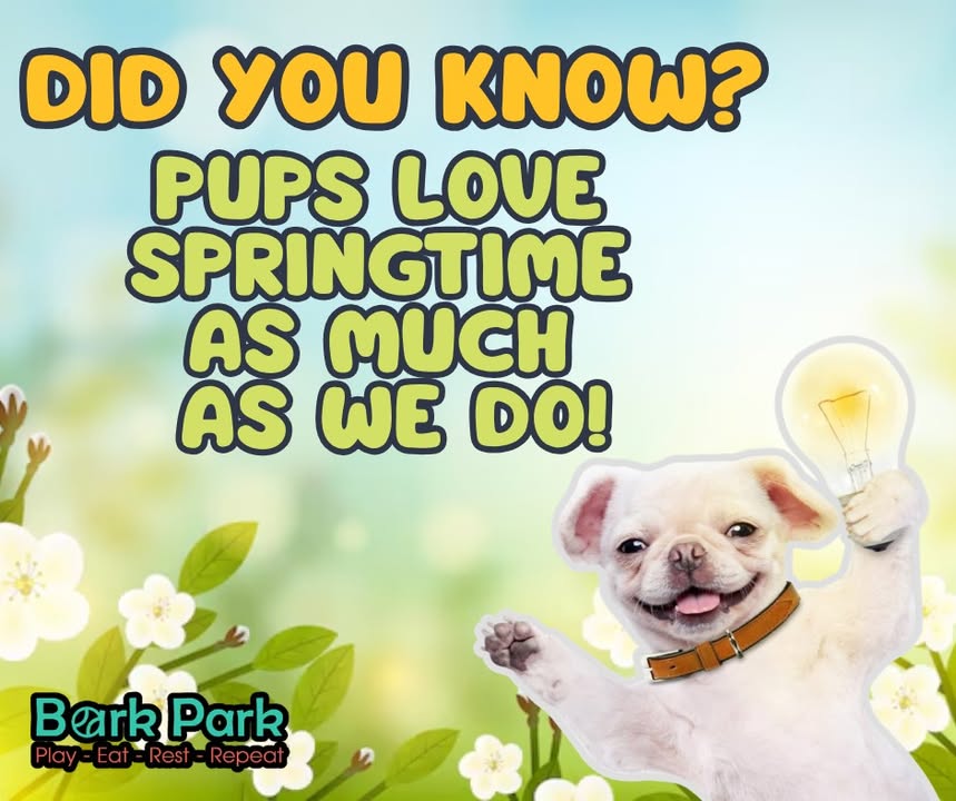 Bark Park - Sylvan Lake