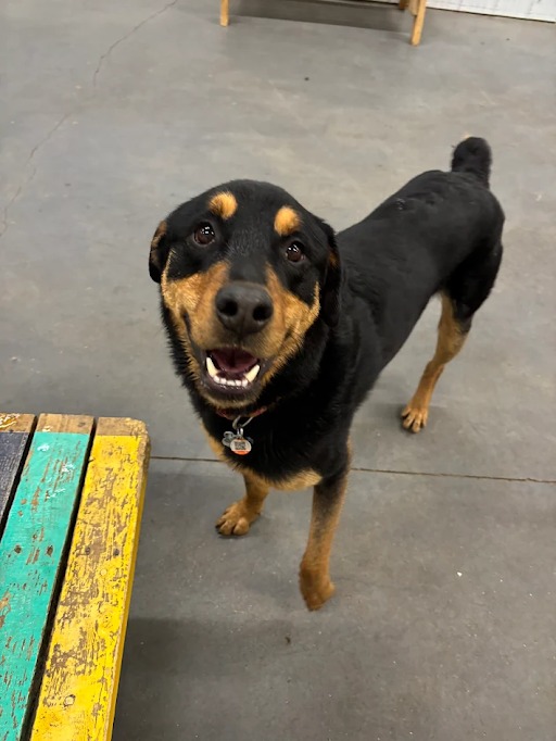 Bark Park - Sylvan Lake