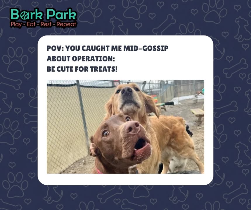 Bark Park - Sylvan Lake