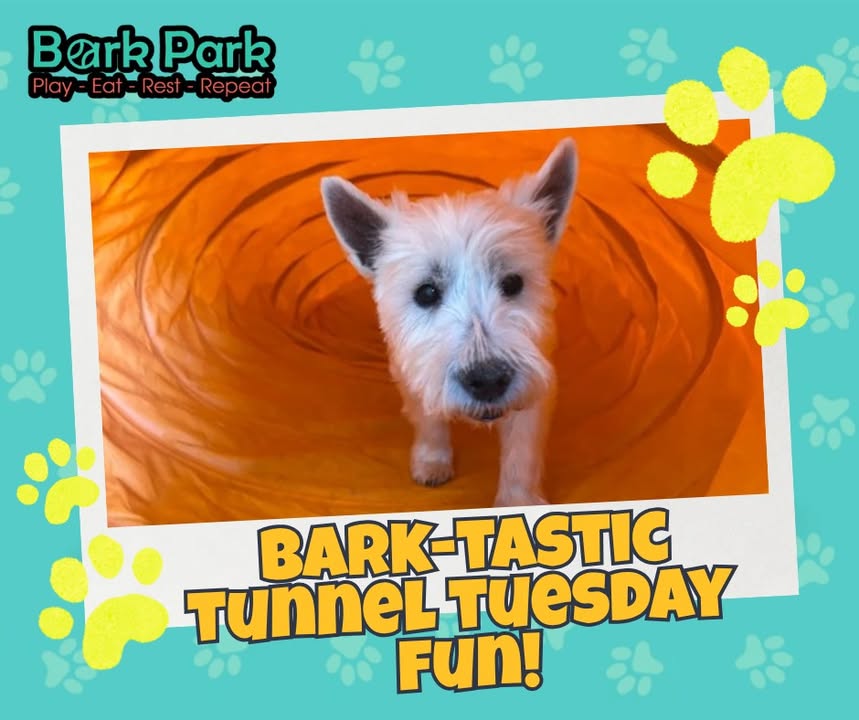Bark Park - Sylvan Lake