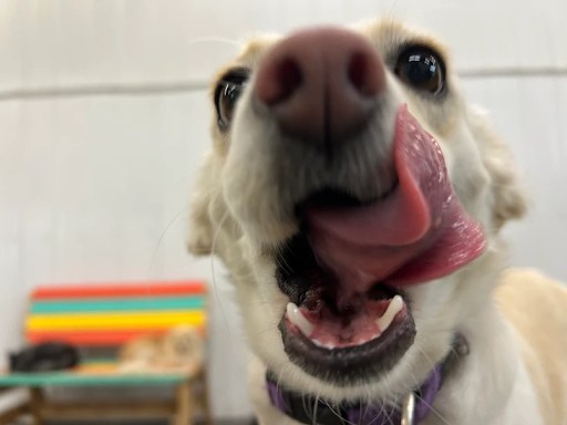 Bark Park - Sylvan Lake