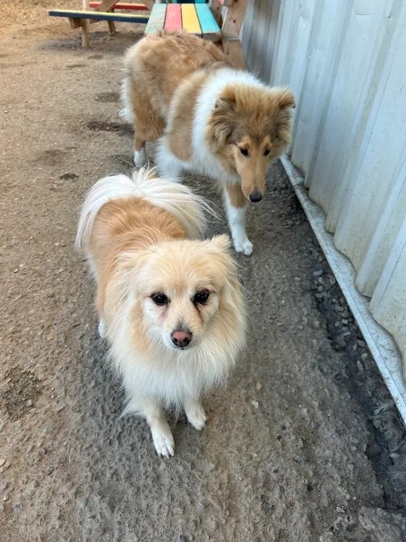 Bark Park - Sylvan Lake