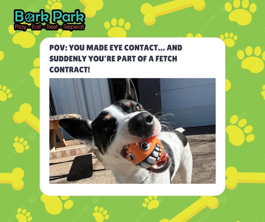 Bark Park - Sylvan Lake