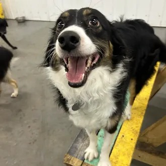 Bark Park - Sylvan Lake