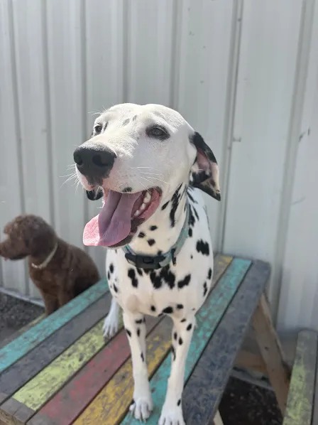 Bark Park - Sylvan Lake