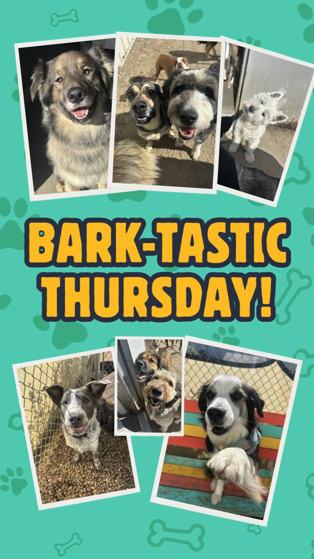 Bark Park - Sylvan Lake