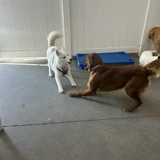 Bark Park - Sylvan Lake