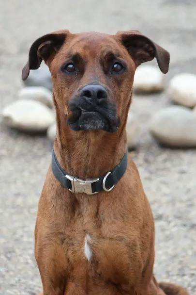 Bark Park - Sylvan Lake