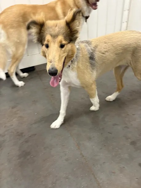 Bark Park - Sylvan Lake