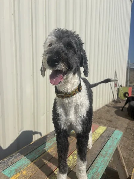 Bark Park - Sylvan Lake