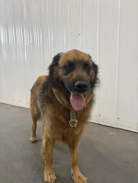 Bark Park - Sylvan Lake