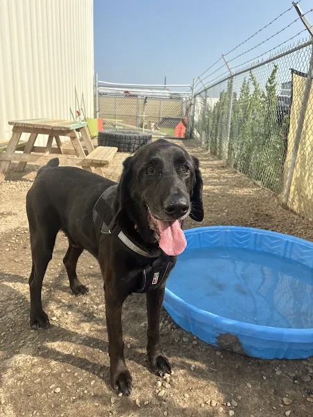 Bark Park - Sylvan Lake