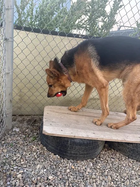 Bark Park - Sylvan Lake
